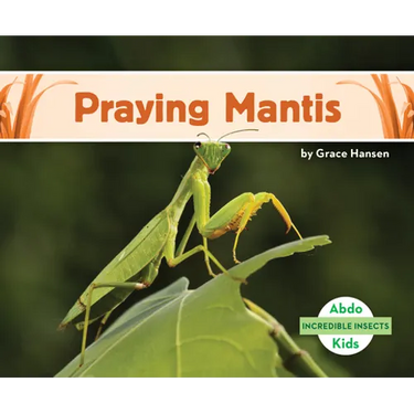 Praying Mantis