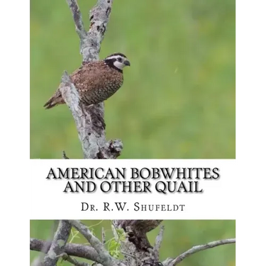American Bobwhites and Other Quail