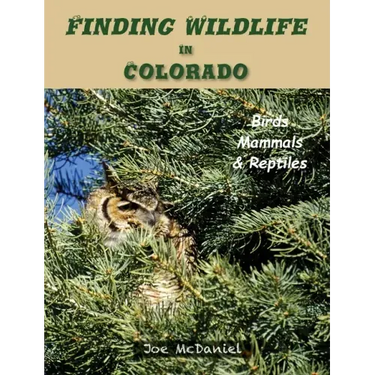 Finding Wildlife In Colorado: Birds, Mammals and Reptiles