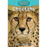 Cheetahs