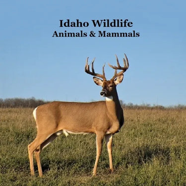 Idaho Animals and Mammals Kids Wildlife Book: Great Idaho Animals book with Lifelike Images and Fun Facts