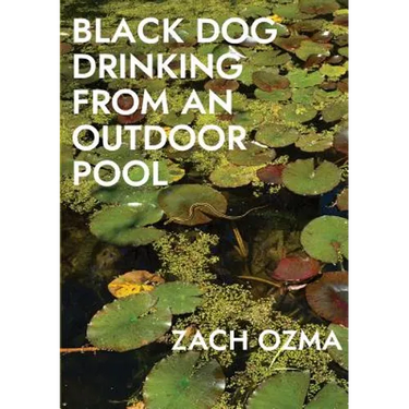 Black Dog Drinking from an Outdoor Pool