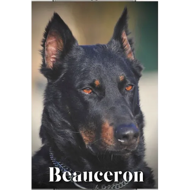 Beauceron: Dog breed overview and guide