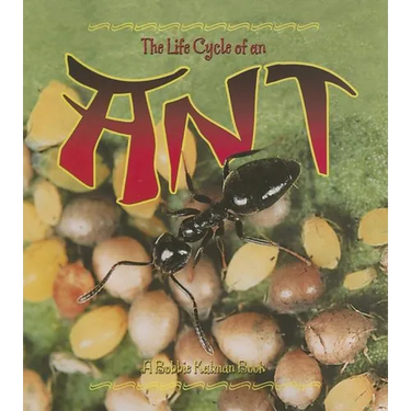 The Life Cycle of an Ant
