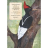 Adventures of an Amateur Naturalist in Mexico: The Imperial Ivory-billed Woodpecker, Revisited