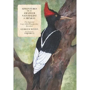 Adventures of an Amateur Naturalist in Mexico: The Imperial Ivory-billed Woodpecker, Revisited