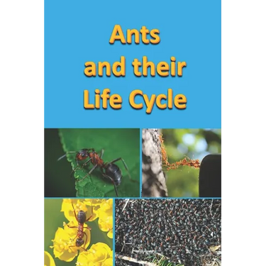 Ants and their Life Cycle