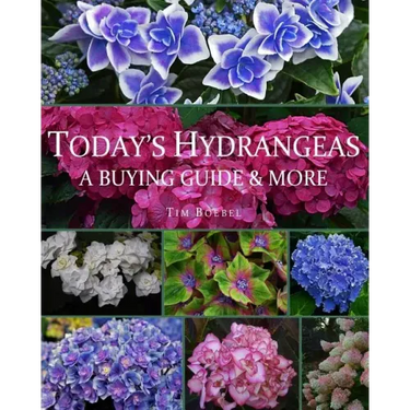 Today's Hydrangeas: A Buying Guide & More