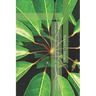 Nature-Based Solutions and Circular Design: Regenerative Strategies for Climate, Biodiversity, and Resilient Systems