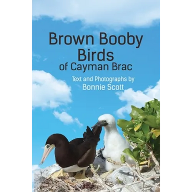 Brown Booby Birds of Cayman Brac