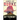 Bitterroot