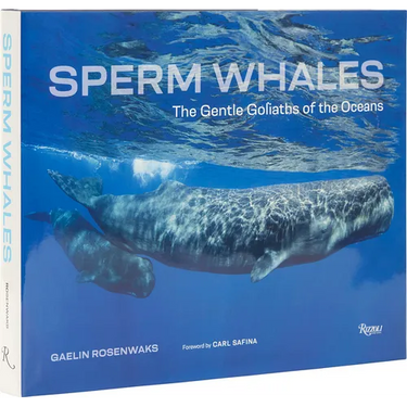 Sperm Whales: The Gentle Goliaths of the Ocean