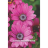 Flower Pressing Book: Pick, Press, Paste Whole Flower, Petals, Leaves, Stem and Other Organic Botanical Pieces