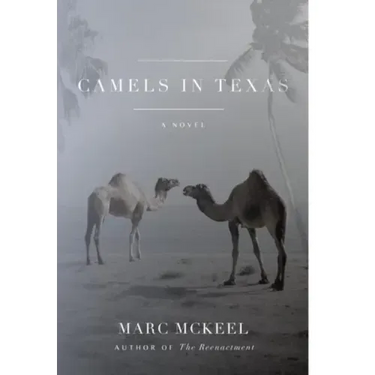 Camels in Texas