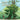 Save the Trees