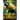 Jurassic Carnage