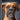 The Little Coffee Table Book: Boxers: Perfect for Boxer enthusiasts, dog lovers, and anyone who appreciates a good companion, this book captures what