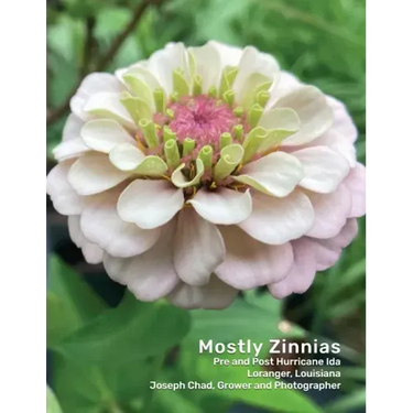 Mostly Zinnias: Flower Photos Pre and Post Hurricane Ida