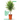 Trees: The Beginners Guide To Growing Potted Trees