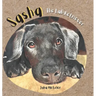 Sasha the Lab Retriever