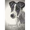 Smooth Fox Terrier: Dog breed overview and guide