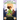 Book of Leprechauns: The Lore Gatherers