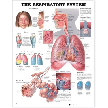 The Respiratory System Anatomical Chart
