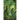 Dark Woods Rising
