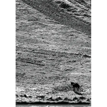 The Stone Soup Notebook: One Horse - Lara Katz - lined