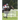 The American Thoroughbred Horse