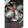 Chocolate Soldier Plant: Plant Guide