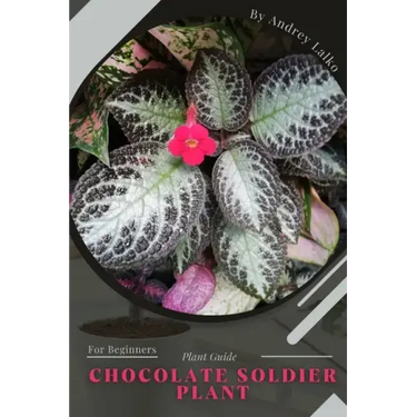 Chocolate Soldier Plant: Plant Guide