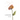 Mid-Bloom