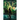 Eve