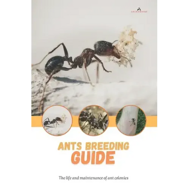 Ants breeding guide: The life and maintenance of ant colonies