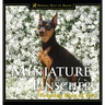 Miniature Pinscher: Reigning King of Toys