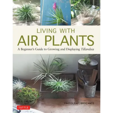 Living with Air Plants: A Beginner's Guide to Growing and Displaying Tillandsia