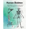 Human Skeleton, Anatomical structures self-test for medical students: kull, Ribs, Arm & Leg Bones, Pelvis, Spine