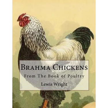 Brahma Chickens: From The Book of Poultry