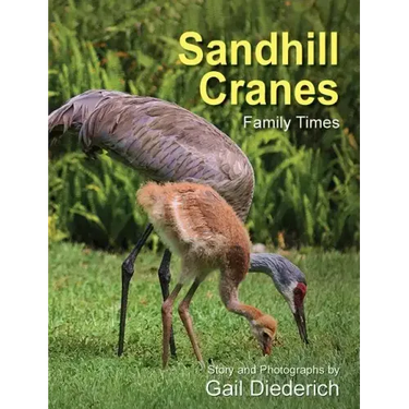 Sandhill Cranes, Family Times