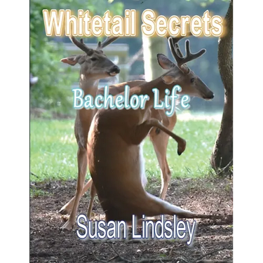Whitetail Secrets: Bachelor Life