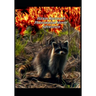 Hiram Raccoon's Phenomenal Movie Adventure