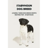 Stabyhoun Dog Breed: A Rarely Seen Dog Breed Worth Waiting for - Stabyhoun: Stabyhoun Dog Breed Information, Photos, Traits and Facts