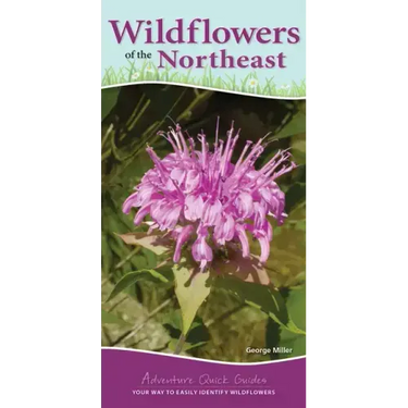 Wildflowers of the Northeast: Your Way to Easily Identify Wildflowers
