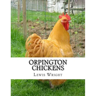 Orpington Chickens: From The Book of Poultry