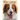 From Wag to Swag: A Coffee Table Tribute to Bird Dogs