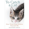 To Catch a Cat: How Three Stray Kittens Rescued Me