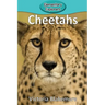 Cheetahs