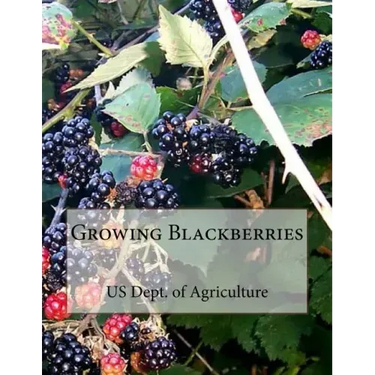 Growing Blackberries