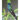 Hummingbirds: The Picture Book of Hummingbirds Great Gift for Parkinson's Alzheimer's & Seniors with Dementia.